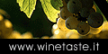 Il logo di Winetaste : il gusto del vino